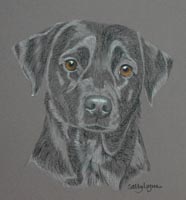 Black lab - Remy