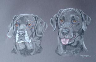 black labs Jed and Max