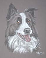 Border Collie - Ben