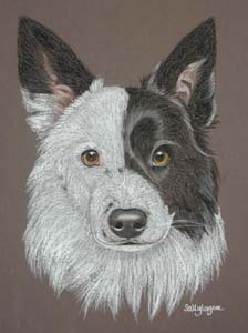 Border Collie portrait - Bobbie