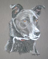 border collie - portrait - Josh