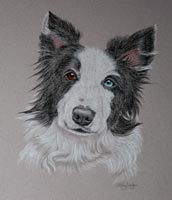 border collie portrait - Lucy