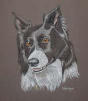 border_collie_rudi