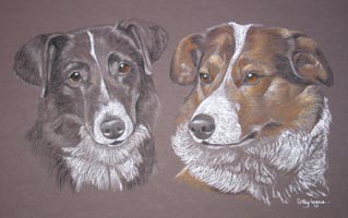 portrait of border collies - Brin and Bob