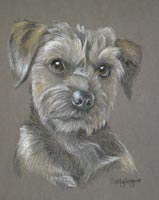 border terrier portrait - Milly