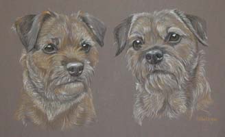 Border Terriers Rab C and Rory
