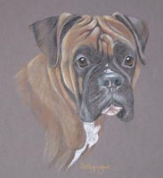 Boxer Portrait - Simba