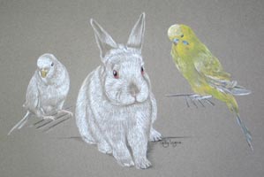 portrait of 2 budgies and a rabbit - Taz Snowy and Angel