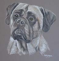 bull_mastif_boedicea