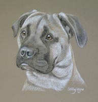 Bull mastiff portrait - Dawson