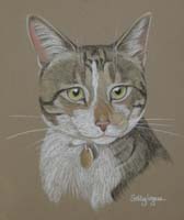 tabby and white cat - Tigger