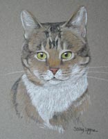 cat portrait of Belle