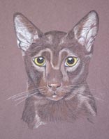 oriental havanna cat - Kona