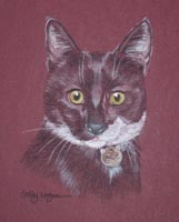 black and white cat Humphrey