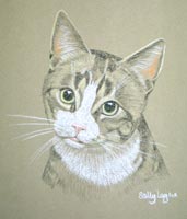 tabby and white cat portrait _ mac