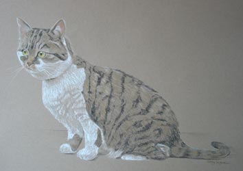 full length cat portrait Sharka