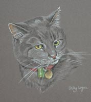 grey tabby cat Smokie