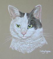 white and black cat portrait - Stripe