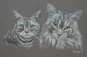 double cat portrait - Bubba and Abbey  - Maincoon and American Shorthair