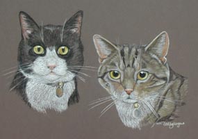 cats Ellie and Drizzle