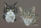 double cat portrait - Drizzle and Ellie