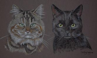 portrait of two cats - bagpus and bubbles