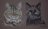 portrait of two cats - bagpus and bubbles