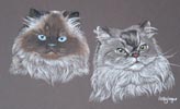 Sascha and Misty persian colourpoints - seal point and blue tabby point