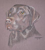 choc lab portarit -  Bailey