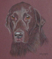 labrador - Ted E Bear