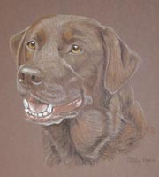 Chocolate Labrador - Seamus