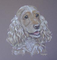 cocker spaniel - Amber