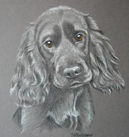 cocker spaniel portrait Bramble