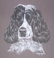 Cocker Spaniel - Betsy