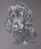 ocker spaniel portrait - Biddy