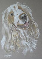 cocker spaniel portrait - gillie