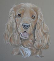 Cocker spaniel - Toby