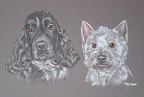 cocker spaniel and westie portrait - Jasper and Toby