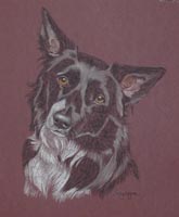 border collie Macey