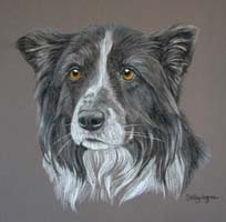 border collie - Bess