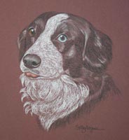 border collie - Bess