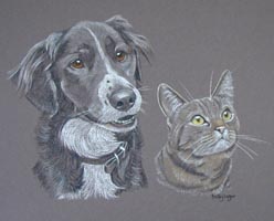 portrait of collie cross with cat - Scott and Filou