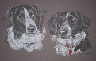 collie crosses Daisy and Shep