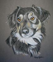 collie cross portrait - Pepper