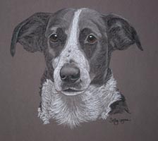 collie cross - Tessa