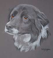 border collie portrait - Jess