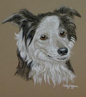 border collie Meg 02