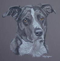 border collie _ Merlin