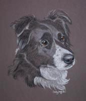 border collie  molly