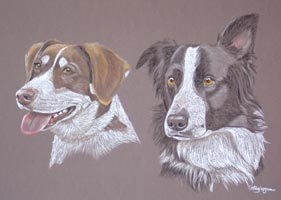 portrait of 2 border collies - Jade and Jacob